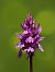 Dactylorhiza sp. © Ramon Calvet i Falgueras