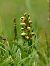 Coeloglossum viride  - Ramon Calvet i Falgueras