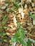 Epipactis sp.  - Ramon Calvet i Falgueras