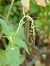 Epipactis sp.  - Ramon Calvet i Falgueras