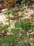 Epipactis sp.  - Ramon Calvet i Falgueras