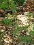 Epipactis sp.  - Ramon Calvet i Falgueras