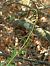 Epipactis sp.  - Ramon Calvet i Falgueras