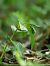 Epipactis sp.  - Ramon Calvet i Falgueras