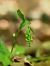 Epipactis exilis  - Ramon Calvet i Falgueras