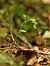 Epipactis exilis  - Ramon Calvet i Falgueras