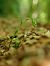Epipactis exilis  - Ramon Calvet i Falgueras