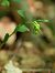 Epipactis exilis  - Ramon Calvet i Falgueras