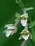 Epipactis palustris  - Ramon Calvet i Falgueras