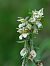 Epipactis palustris  - Ramon Calvet i Falgueras