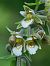 Epipactis palustris  - Ramon Calvet i Falgueras