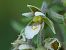 Epipactis palustris  - Ramon Calvet i Falgueras