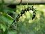 Epipactis helleborine  - Ramon Calvet i Falgueras