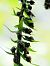 Epipactis helleborine © Ramon Calvet i Falgueras