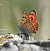 Purple-shot Copper (Lycaena alciphron) © Marc Peris Miras