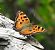 Large Tortoiseshell (Nymphalis polychloros) © Marc Peris Miras