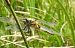 Four-spotted Chaser (Libellula quadrimaculata) © Marc Peris Miras