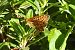 Pearl-bordered Fritillary (Boloria euphrosyne) © Marc Peris Miras