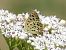 Coure fosc (Lycaena tityrus) © Xavier Elizondo