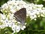 Marroneta de l'aranyoner (Satyrium acaciae) © Xavier Elizondo