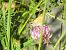 Small Skipper (Thymelicus sylvestris) © Xavier Elizondo