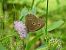 Ringlet (Aphantopus hyperantus) © Xavier Elizondo