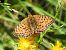 Perlada europea  - Xavier Elizondo