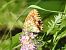 Lesser Marbled Fritillary (Brenthis ino) © Xavier Elizondo