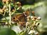 Sàtir gran (Satyrus ferula) © Xavier Elizondo