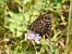 Sàtir gran (Satyrus ferula) © Xavier Elizondo