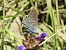 Formiguera gran (Phengaris arion) © Xavier Elizondo