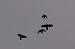 Corb (Corvus corax) © Andrew Clarke