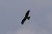 Black Kite - Andrew Clarke