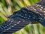 Martinet de nit (Nycticorax nycticorax) © Manuel Pineda M.