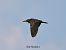 Martinet de nit (Nycticorax nycticorax) © Manuel Pineda M.