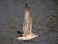 Goéland leucophée (Larus michahellis) © Manuel Pineda M.