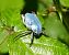 Hoplia coerulea © Josep M. Palau Garrabou