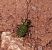 Cicindela campestris © Josep M. Palau Garrabou