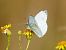Green-veined White (Pieris napi) © Josep M. Palau Garrabou