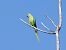 Rose-ringed Parakeet (Psittacula krameri) © Josep M. Palau Garrabou