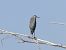 Grey Heron (Ardea cinerea) © Josep M. Palau Garrabou