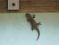 Common wall gecko (Tarentola mauritanica) © Josep M. Palau Garrabou