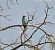 Gaig blau (Coracias garrulus) © Susagna Crosas