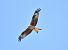Milà reial (Milvus milvus) © Susagna Crosas