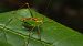Barbitist de punts (Leptophyes punctatissima) © Pol Sar