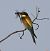 Espiadimonis de fanal (Aeshna cyanea) © Ramiro Aibar Pujol