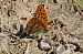 Argentada comuna (Argynnis paphia) © Raül Miralta Gamisans