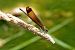 Damisel·la endolada (Calopteryx haemorrhoidalis) © Raül Miralta Gamisans