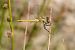 Pixaví nervat (Sympetrum fonscolombii) © Raül Miralta Gamisans