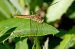 Vigilante escarlata (Crocothemis erythraea) © Raül Miralta Gamisans